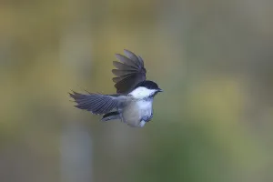Willow Tit in Flight Print, Siegerland, Germany