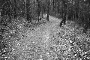 Winding Forest Path Prints: Winding forest path with sparse trees