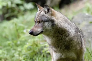 Predator Animal Wildlife Photography Prints: wolf