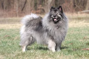 Purebred Dog Standing Prints: Wolf spitz, Wolf spitz