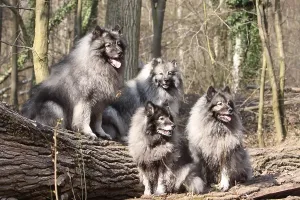 Wolf On Tree Trunk Prints: Wolf tip on tree trunks, Wolf tip