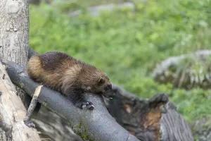 One Wolverine, Gulo gulo, Print - Resting on a Fallen Tree