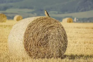 Young Birds In Nature Prints: The Young Falcon On A Haystack