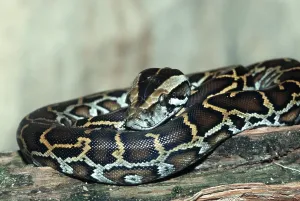 Scaled Reptile Wildlife Photography Prints: Young Indian burmese python (Python molurus bivittatus)