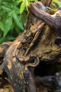 Natural Environment Wildlife Photo Prints: Young python on tree in jungle