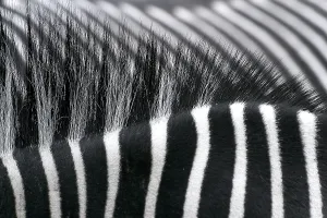 Zebra Crossing Prints: Zebra backs