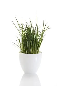 Indoor Leafy Plant Prints: Pot of chives