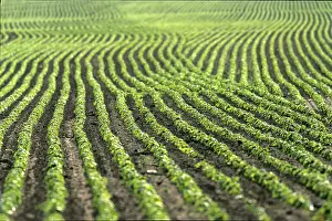 Deserted Farmland Photography Prints: Potato field