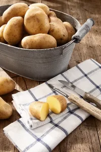 Botany Still Life Photos Prints: Potatoes