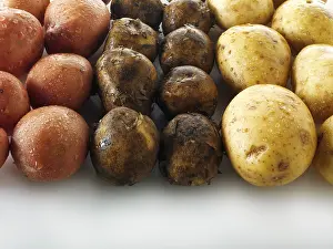 Fresh Produce Pictures Prints: Potatoes, three varieties