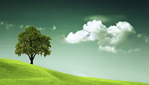 Oak Tree Images Prints: The power of the natural environment