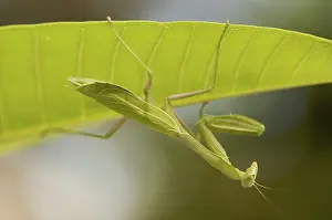 European Mantis Prints: Praying mantis against a green background