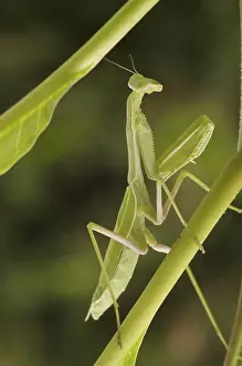 Praying Mantis Prints: Praying mantis against a green background