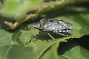 Insect Pest Control Prints: Predatory bug, bug, insect, pest