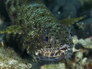Framed Print : Reef Lizardfish Print