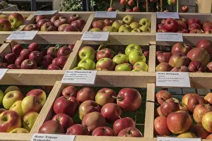 German Fruit Photography Prints: Presentation of different apple varieties