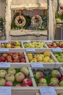 Apple Varieties Prints: Presentation of different apple varieties