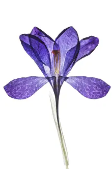 Spring Crocus Prints: Pressed spring crocus (Crocus vernus) on white background