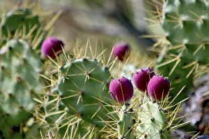 Tropical Fruit Grocery Store Prints: Prickly pear