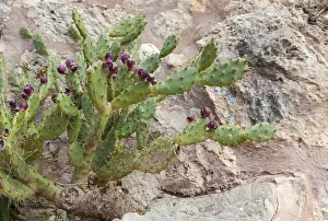 Deciduous Tree Fruit Prints: Prickly pear