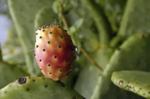 Prickly Pear Fruit Prints: Prickly pear at the leaf, fruit