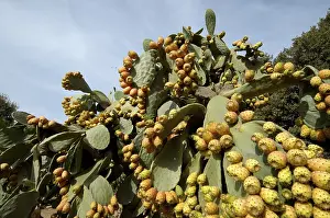 Cactus Pear Fruit Prints: Prickly pears