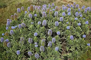 Madeira Island Prints: Pride of Madeira (Echium candicans)