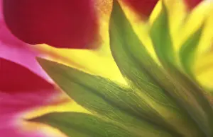Ornamental Plant Images Prints: Primrose