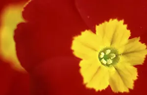 Yellow Flowering Plant Prints: Primrose