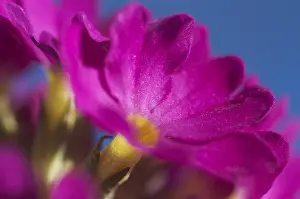 Primrose Flower Prints: Primrose primula