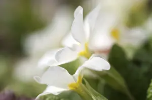 Wildflower Details Prints: Primrose primula