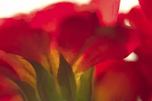 Wild Flower Details Prints: Primrose primula
