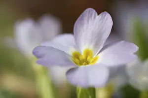 Primrose Flower Prints: Primrose primula