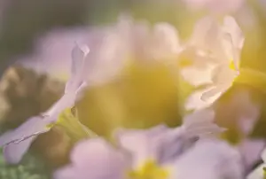 Primrose Flower Prints: Primrose primula