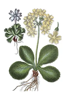Historic Botanical Drawings Prints: Least primrose (Primula minima) on the left