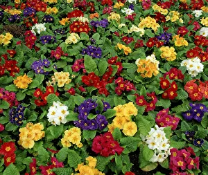 Primrose Flowers Prints: Primroses