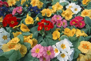 Horizontal Flower Formats Prints: Primroses (Primula spec.)