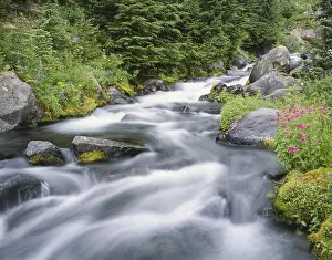 Mount Rainier National Park Prints: A pristine mountain stream flows over mossy rocks