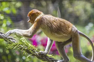 Framed Print : Proboscis Monkey Zoo Print Framed Print : Proboscis Monkey Zoo Print