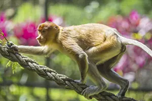 Framed Print : Proboscis monkey zoo print