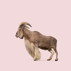 Full Body Length Studio Shot Prints: Profile of barbary sheep standing against solid pink background