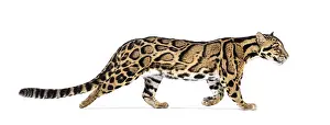 Wild Cat Portrait Prints: Profile of a Clouded leopard walking away
