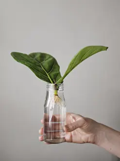 Indoor Plant Care Tips Prints: Propagating Fiddle Leaf Fig