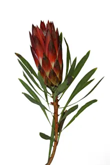 South African Flora Prints: Protea