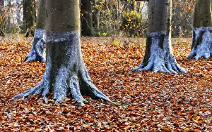 Beaver Damage Protection Prints: Protection against beaver damage