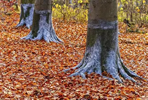 Beaver Feeding Marks On Trees Prints: Protection against beaver damage