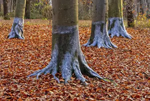 Beaver Damage Protection Prints: Protection against beaver damage