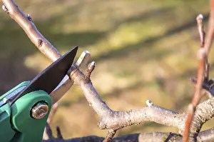 Timber Industry Equipment Prints: Pruning apple with garden scissors