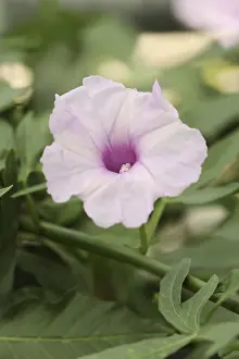 Deserted Garden Decor Prints: Pruning bindweed (Ipomoea platensis)