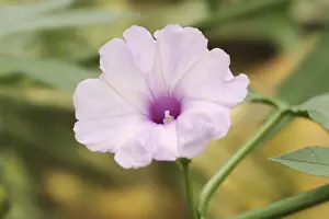 German Federal State Flowers Prints: Pruning bindweed (Ipomoea platensis)